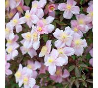Clematis Montana 'Mayleen'- Clématite des montagnes 'Mayleen' 50-60 cm en conteneur