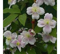 Clematis Montana Rubens- Clématite des montagnes 'Rubens' 50-60 cm en conteneur