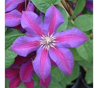 Clematis 'Mrs N. Thompson'- Clématite 'Mrs N. Thompson' 50-60 cm en conteneur
