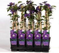 Clematis Multi Blue - Clematis Blue - Ø15cm - ↕65cm