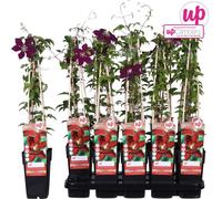 Clematis Niobe - Fleurs rouges - Plante grimpante - Hauteur env. 65 cm - Pot Ø15 cm - Riche floraison & rusticité - Pour treillis, clôture & bacs