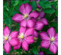 Clematis 'Ville De Lyon'- Clématite 'Ville de Lyon' 50-60 cm en conteneur