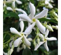 ClematisOnline Jasmin étoilé (vert persistant, blanc, parfumé et résistant à l'hiver) Pot de 1,5 l Vert d'hiver Jasmin