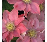 Clématite à grandes fleurs Petite Sirène 1L - Plante de Jardin, Arbres fruitiers - la Décoration Parfaite pour Votre Propriété - Pour les Débutants et les Jardiniers Professionnels