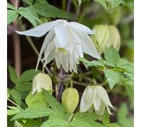 Clématite Albina Plena 2L - Elle fleurit au début du printemps