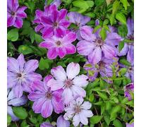 Clématite Bałtyk 2L - Grandes fleurs violettes linéaires
