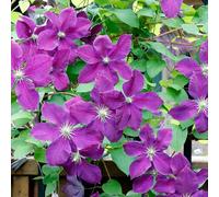 Clematite - Clematis Ashva 70cm - Plante En Pot - Floraison Été Couleur Des Fleurs - Hauteur 70 cm