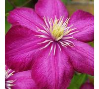 Clematite - Clematis Comtesse De Bouchaud 70cm - Plante En Pot - Floraison Été Couleur Des Fleurs - Hauteur 70 cm