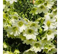 Clematite - Clematis Early Sensation 70cm - Plante En Pot - Floraison Printemps Couleur Des Fleurs - Hauteur 70 cm