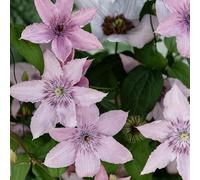 Clematite - Clematis Hagley Hybrid 70cm - Plante En Pot - Floraison Été Couleur Des Fleurs - Hauteur 70 cm