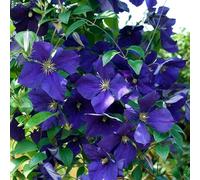 Clematite - Clematis Jackmanii 70cm - Plante En Pot - Floraison Été - Couleur de la Fleur - Hauteur 3 à 4m