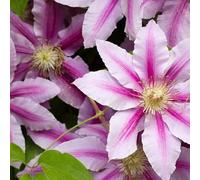 Clematite - Clematis Jan Pawel II 70cm - Plante En Pot - Floraison Été Couleur Des Fleurs - Hauteur 70 cm