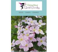 Clématite - Clematis montana- rosa, grimpante