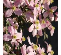 Clematite - Clematis Montana Rubens 70cm - Plante En Pot - Floraison Printemps - Couleur de la Fleur - Hauteur 6 à 8m