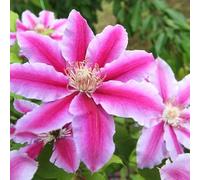 Clematite - Clematis Nelly Moser 70cm - Plante En Pot - Floraison Printemps - Hauteur 2 à 3m