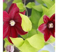 Clematite - Clematis Niobe 70cm - Plante En Pot - Floraison Été - Couleur de la Fleur - Hauteur 2 à 3m