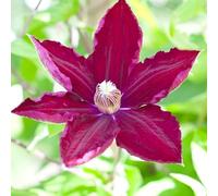 Clematite - Clematis Rouge Cardinal 70cm - Plante En Pot - Floraison Été - Couleur de la Fleur - Hauteur 2 à 3m