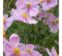 Clematite - Clematis Tetrarose 70cm - Plante En Pot - Floraison Été - Couleur de la Fleur - Hauteur 3 à 4m