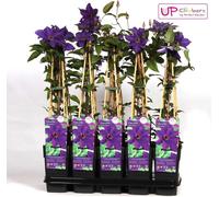 Clématite - Clematis 'The President' - Ø15cm - ↕65cm - plante grimpante avec fleurs violettes - idéale pour pergolas, clôtures & treillages