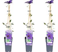 Clématite - Clematis 'The President' - 3 Plantes- Ø15cm - ↨65cm - Plante grimpante à fleurs violettes pour jardin & pergola
