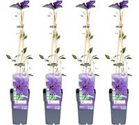 Clématite - Clematis 'The President' - 4 plantes - Ø15cm - ↨65cm - plante grimpante avec fleurs violettes - idéale pour jardin & pergola