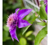 Clematite - Clematis Viticella 70cm - Plante En Pot - Floraison Été - Couleur de la Fleur - Hauteur 2 à 3m