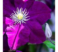 Clematite - Clematis Warszawska Nike 70cm - Plante En Pot - Floraison Été - Couleur de la Fleur - Hauteur 2 à 3m