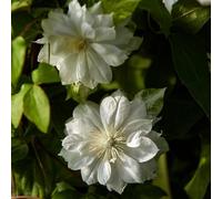 Clématite Duchesse d'Edimbourg 2L - Une plante grimpante aux magnifiques fleurs