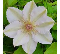 Clématite Jerzy Popiełuszko 1L - Grandes fleurs blanches soyeuses