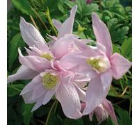 Clématite Markham’s Pink 2L - Une variété à floraison rapide et intense