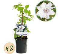 Clématite Miss Bateman - Fleurs roses et blanches - Peu de soins - 2 plantes - 11 cm Hauteur 40 cm - Pour jardin, terrasse & pergolas
