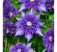 Clématite Multiblue, plante grimpante à fleurs bleues, arbuste de jardin résistant en pot.