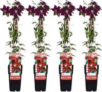 Clématite Niobe - 4 plantes - Plante grimpante rustique à fleurs rouge vif - Pot de 15 cm de diamètre - Hauteur d'environ 65 cm - Floraison de mai à septembre - Idéale pour le jardin, la pergola et la