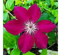 Clématite Perida 2L - Une des plus belles variétés à fleurs rouges
