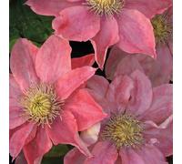 Clématite Petite Sirène 2L - Fleurs délicates roses et saumon