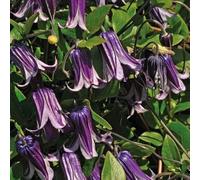 Clématite Rooguchi 2L - Elle ravit par sa floraison longue et luxuriante