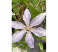 Clématite sugar sweet ? 'scented clem' taille du pot - en pot de 3 litres
