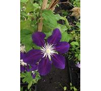 Clématite The Vagabond