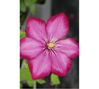 Clématite 'ville de lyon' taille du pot - en pot de 3 litres