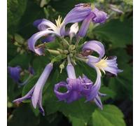 Clématite vivace Cassandra 2L - Plante de Jardin, Arbres fruitiers - la Décoration Parfaite pour Votre Propriété - Pour les Débutants et les Jardiniers Professionnels