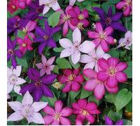 CLÉMATITES TRICOLORES 3 PLANTES 3 COULEURS MÉLANGE PLANTES À FLEURS POUR DÉCOR JARDIN