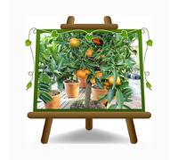 Clémentine Citrus - Citrus Clementina - Plante Fruitière sur 22 Pots - Max 70 cm