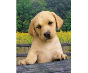 Clementoni 39070.0 - Puzzle Cute Puppy, 1000 teilig