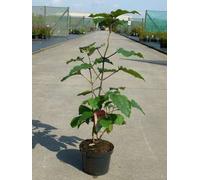 Clerodendrum bungei - Fleur de gloire conteneur 40- 60 cm