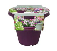Clever Pots 527192 Grow Your Own