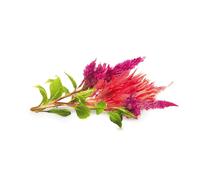 Click And Grow - Smart Garden Refill 3-Pack Cockscomb