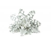 Click And Grow - Smart Garden Refill 3-Pack Dusty Miller