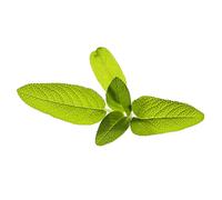 Click And Grow - Smart Garden Refill 3-Pack Garden Sage