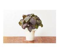 Click & Grow Basilic rouge / 3-pack - Capsules de basilic coloré pour jardin d’intérieur intelligent G