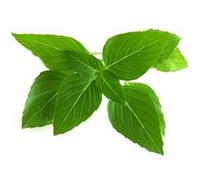 Click And Grow - Smart Garden Refill 3-Pack Thai Basil